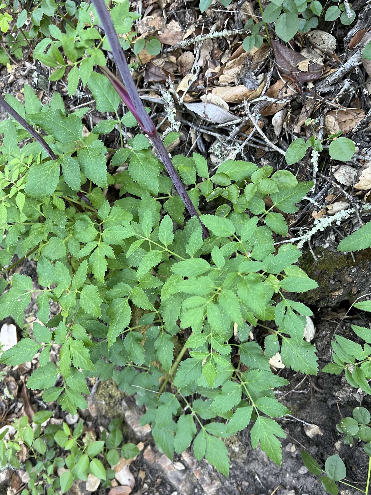 Слика од Angelica californica Jeps.