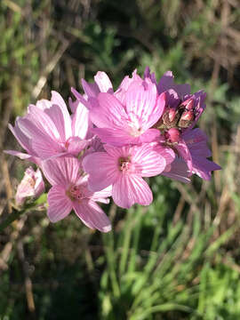 Image of dwarf checkerbloom