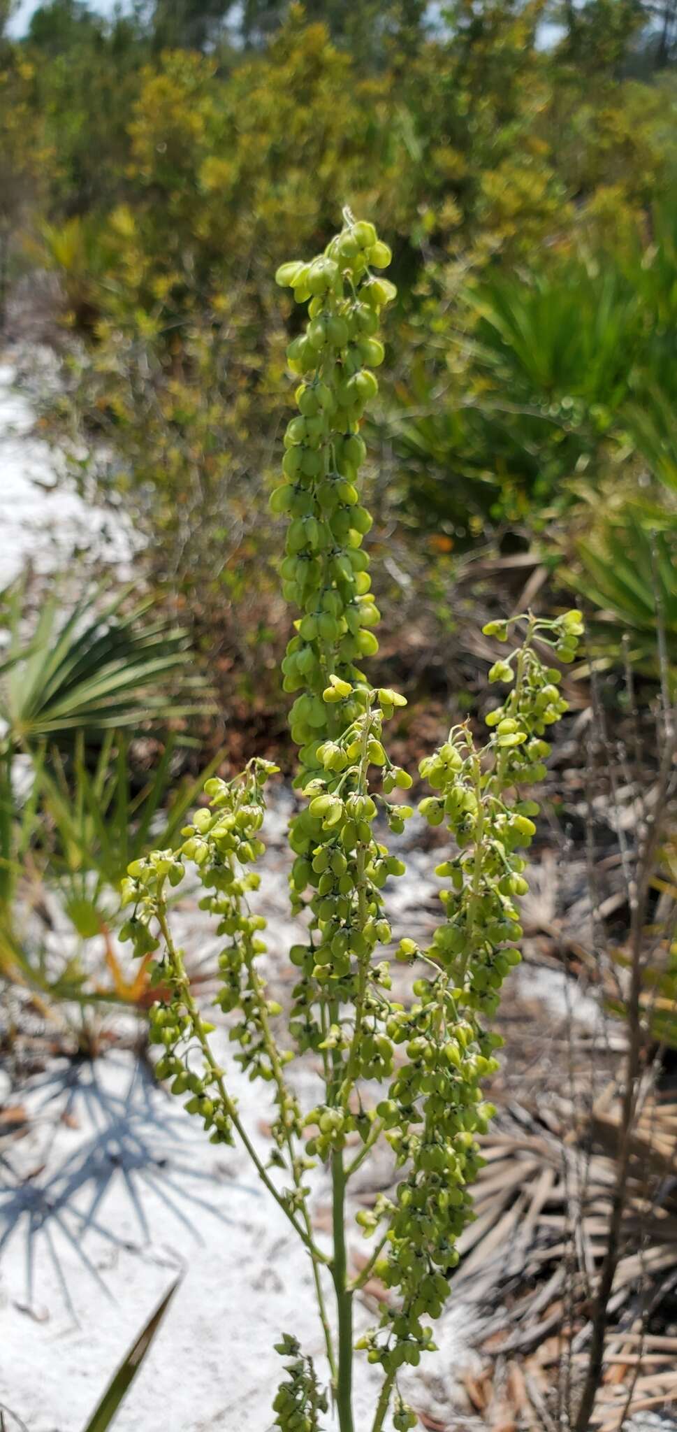 Image of Britton's beargrass