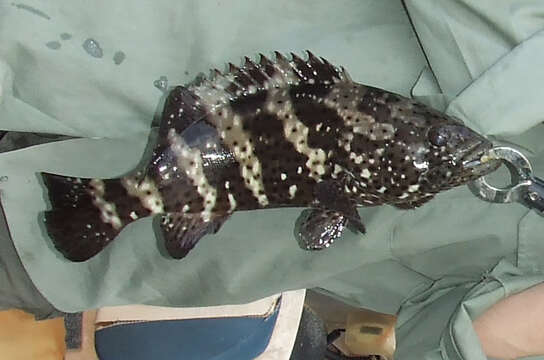 Image of Malabar Grouper