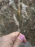 Image of Pringle's prairie clover