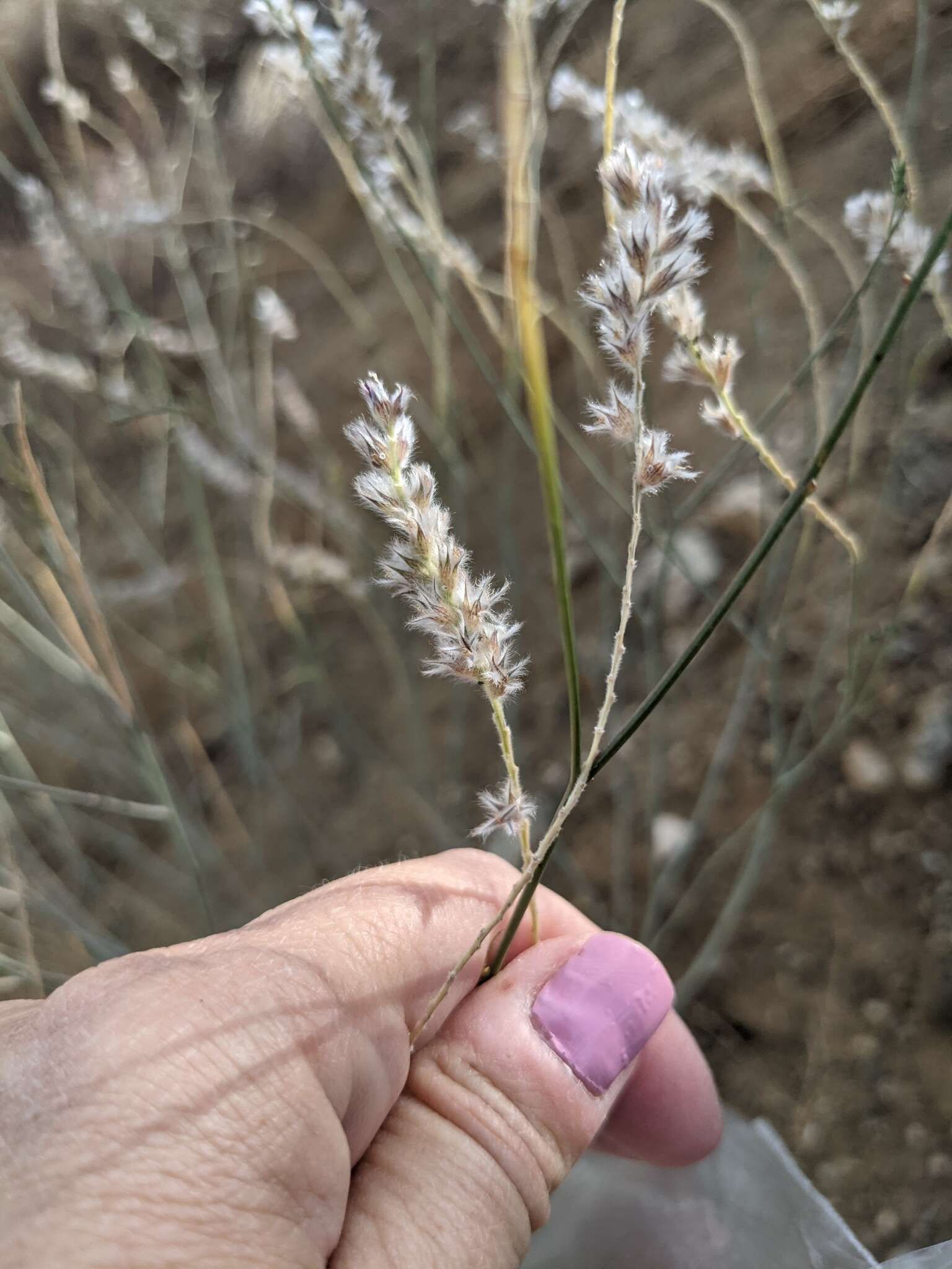 Image of Pringle's prairie clover