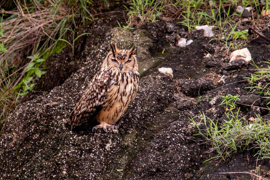 Image of Indian Eagle-Owl