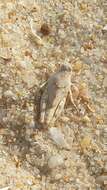 Image of Algarve Sand Grasshopper