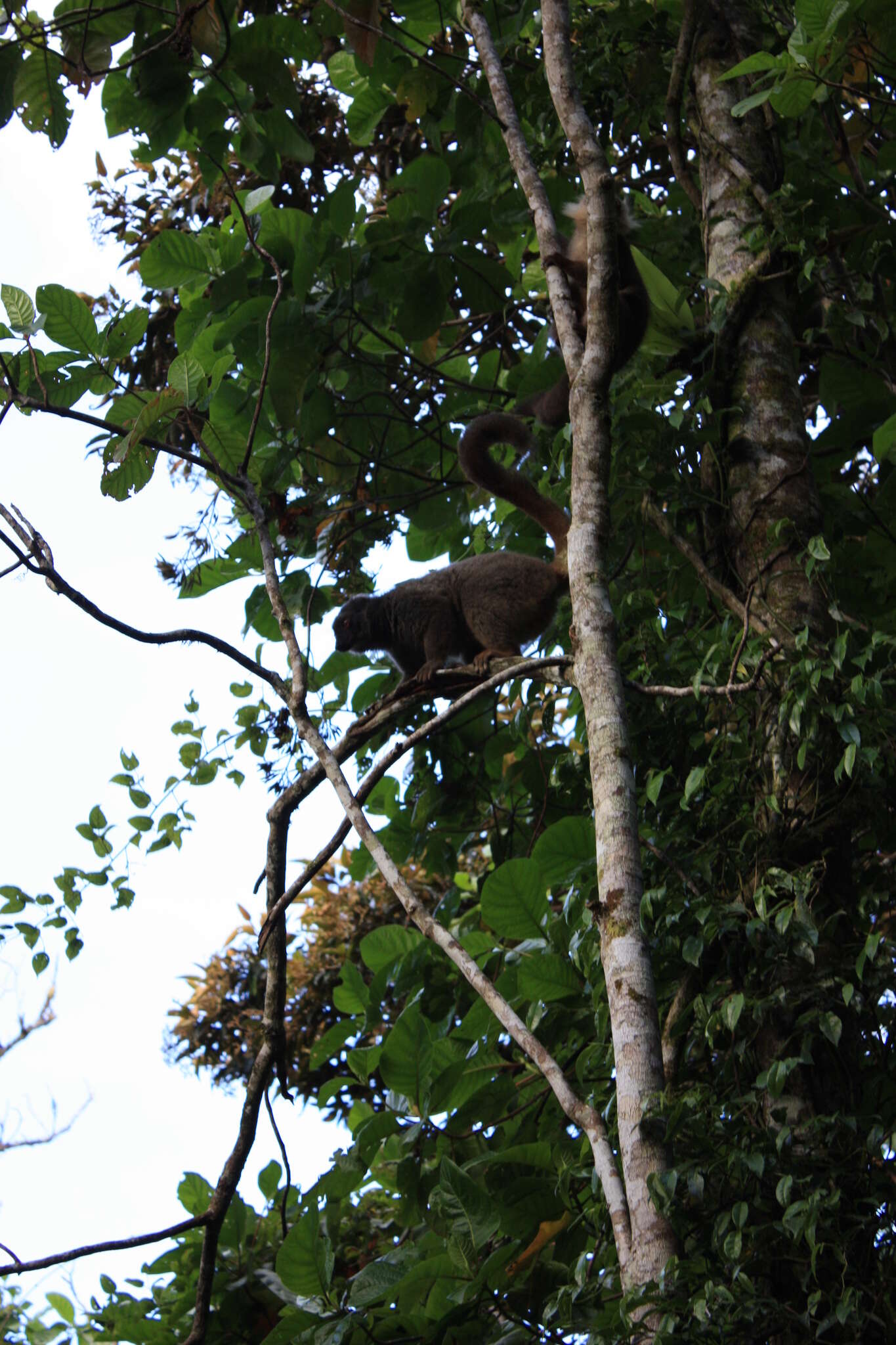 Image of Sanford's Brown Lemur