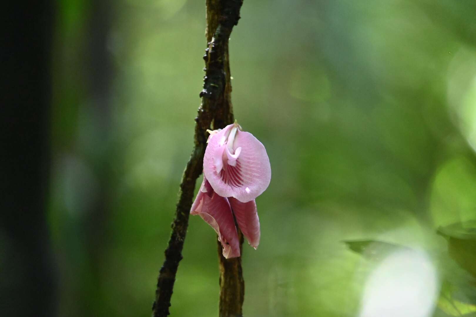 Image of Clitoria sagotii Fantz