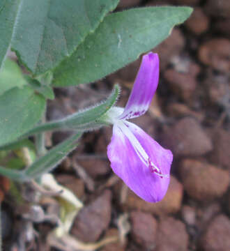 Image of Dicliptera transvaalensis C. B. CI.