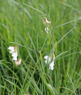 Lathyrus pannonicus subsp. pannonicus resmi