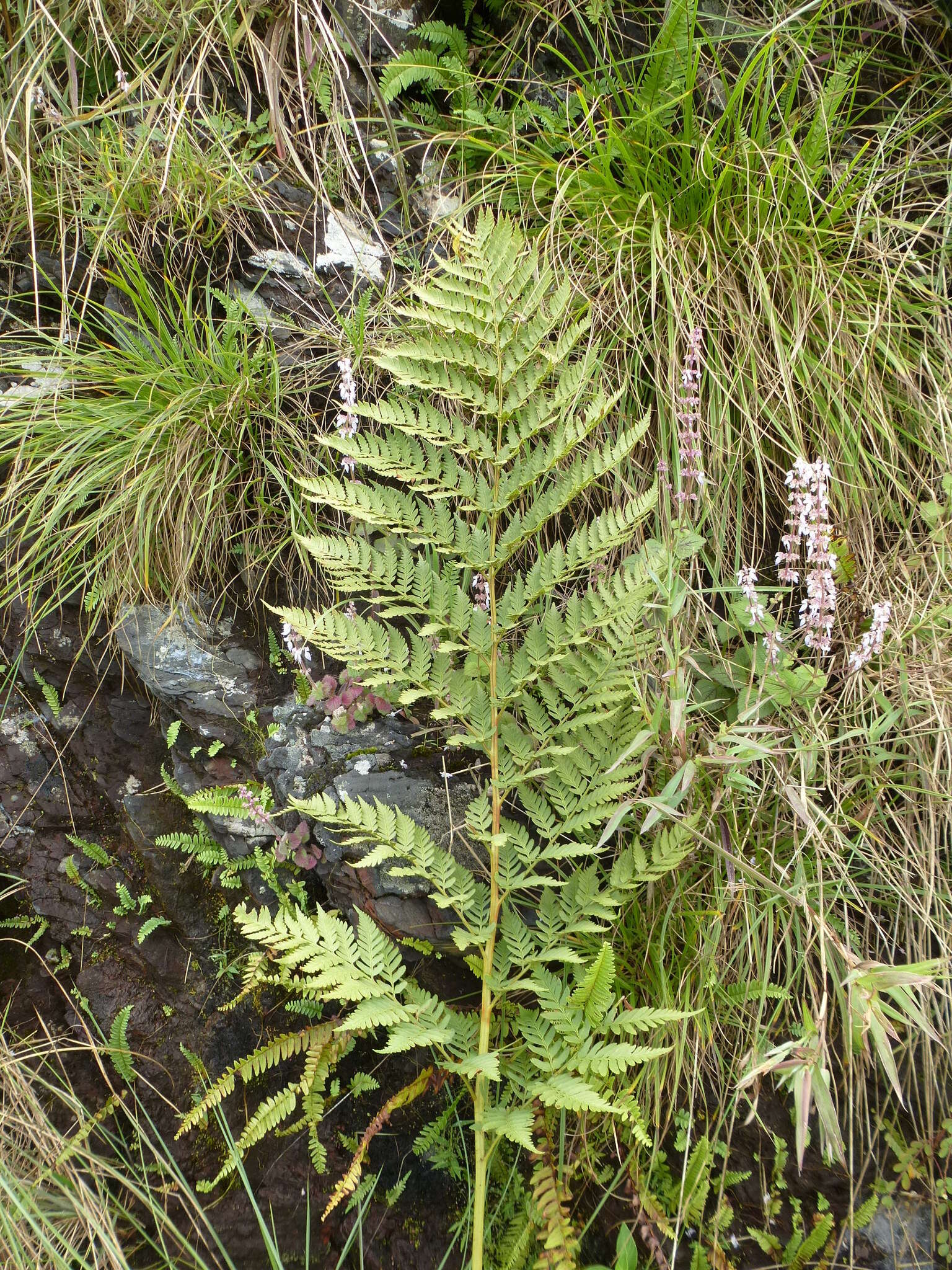 Image of Dryopteris athamantica (Kunze) O. Kuntze