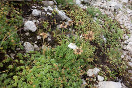 Sivun Achillea oxyloba (DC.) Sch. Bip. kuva