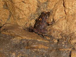 Image of Tyrrhenian Painted Frog