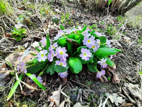 Image of Primula acaulis subsp. rubra (Sm.) Greuter & Burdet