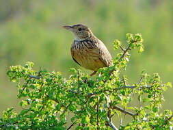 Image of Red-winged Bush Lark