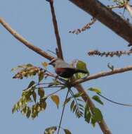 Image of Cinderella Waxbill