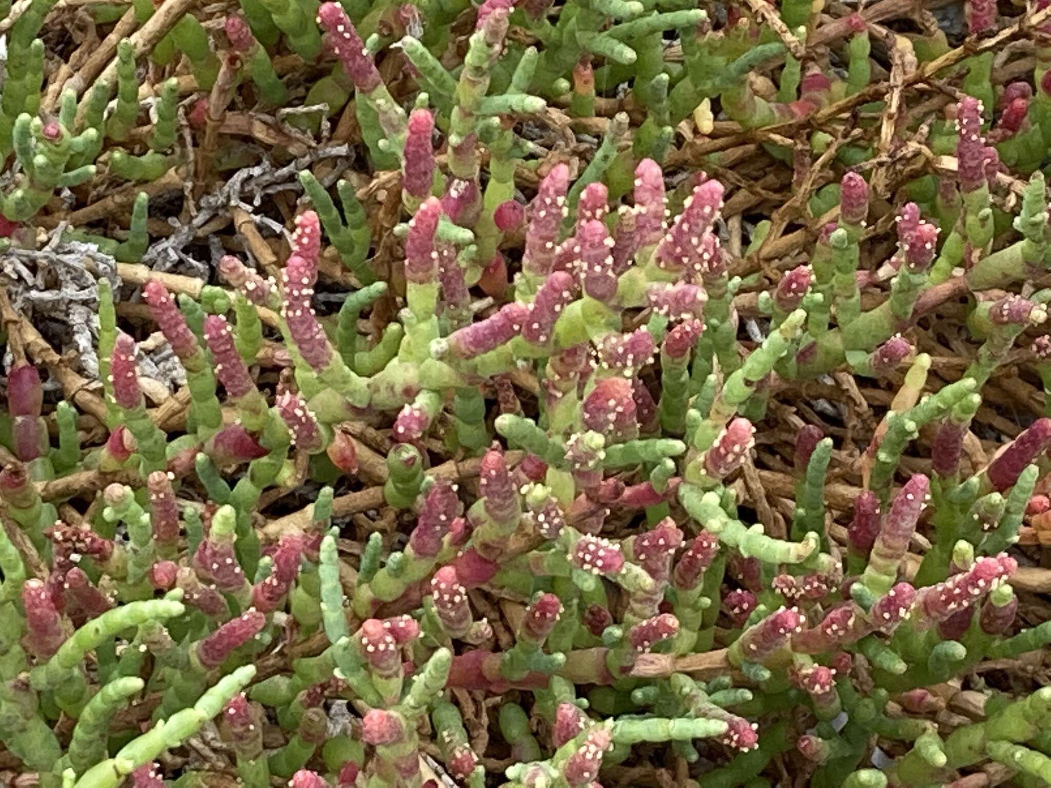 Image of Salicornia neei Lagasca