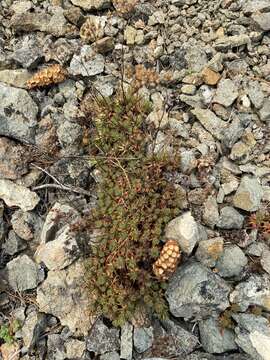 Image of Saxifraga omolojensis A. P. Khokhryakov