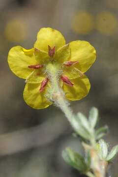 Image of shrubby cinquefoil