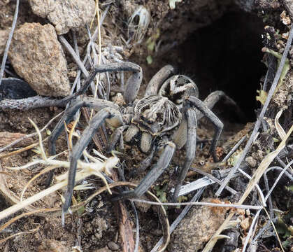 Image of Tasmanicosa godeffroyi (L. Koch 1865)