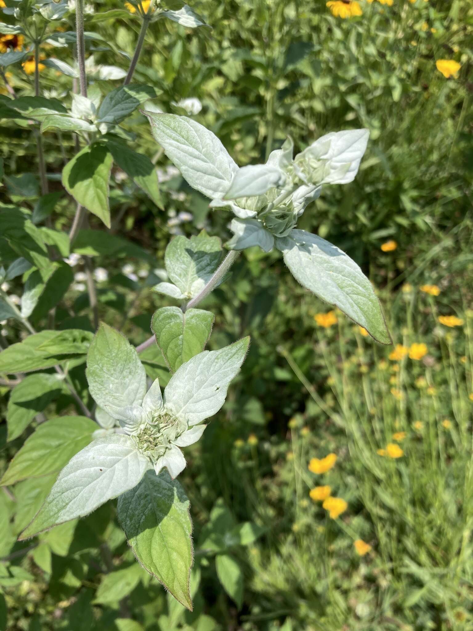 Image de Pycnanthemum loomisii Nutt.