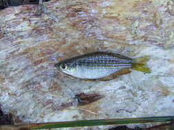 Image of Checkered rainbowfish