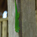 Phelsuma madagascariensis madagascariensis (Gray 1831) resmi