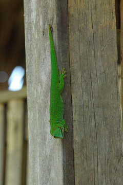 Plancia ëd Phelsuma madagascariensis madagascariensis (Gray 1831)