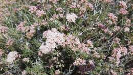 Imagem de Eriogonum fasciculatum var. polifolium (Benth.) Torrey & A. Gray