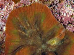 Image of Large single polyp coral