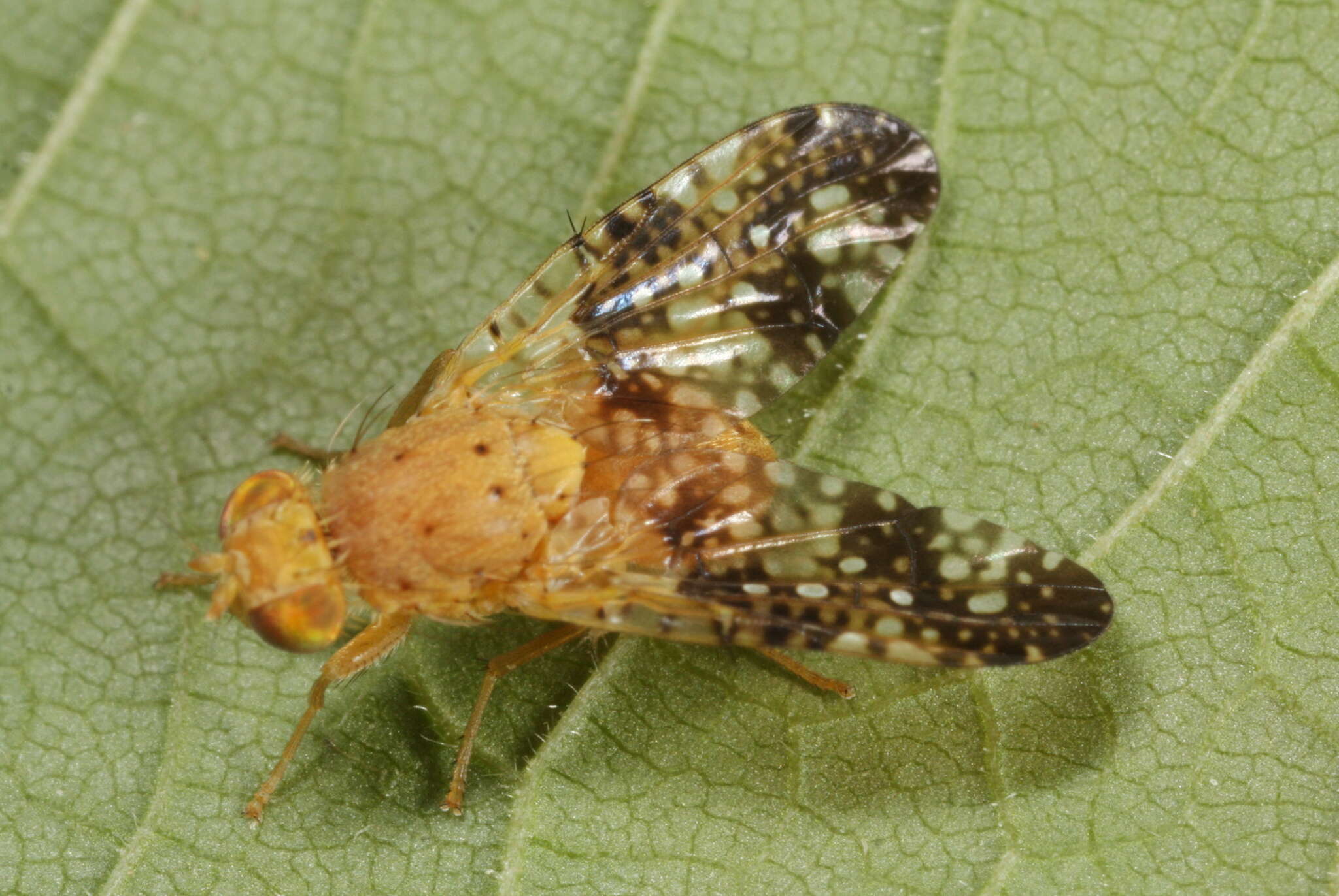 Image de Acinia corniculata (Zetterstedt 1819)