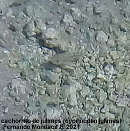 Image of Julimes pupfish