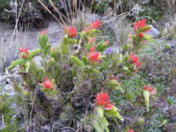 Image of Castilleja nubigena Kunth