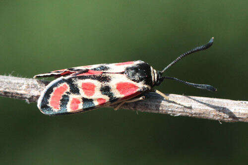 Image of Zygaena carniolica suavis Burgeff 1926