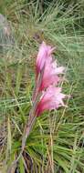 Imagem de Gladiolus varius F. Bolus