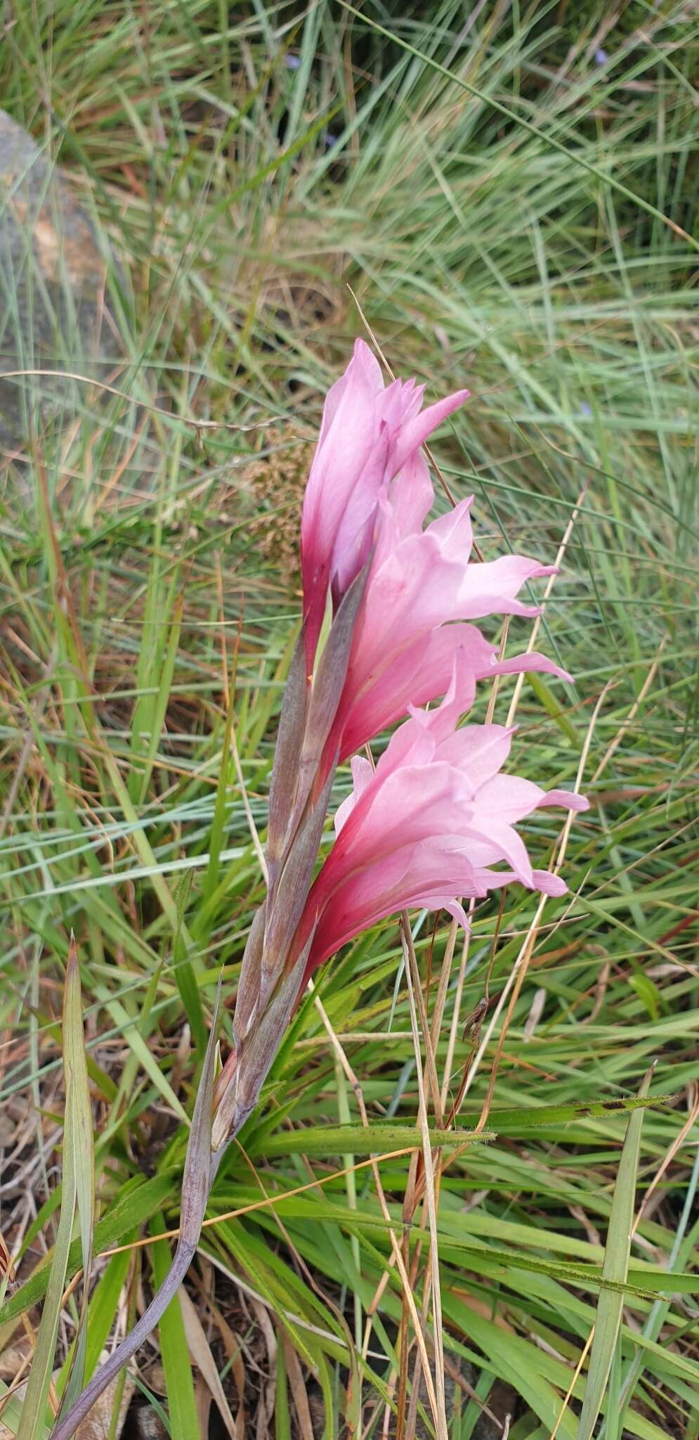 Imagem de Gladiolus varius F. Bolus