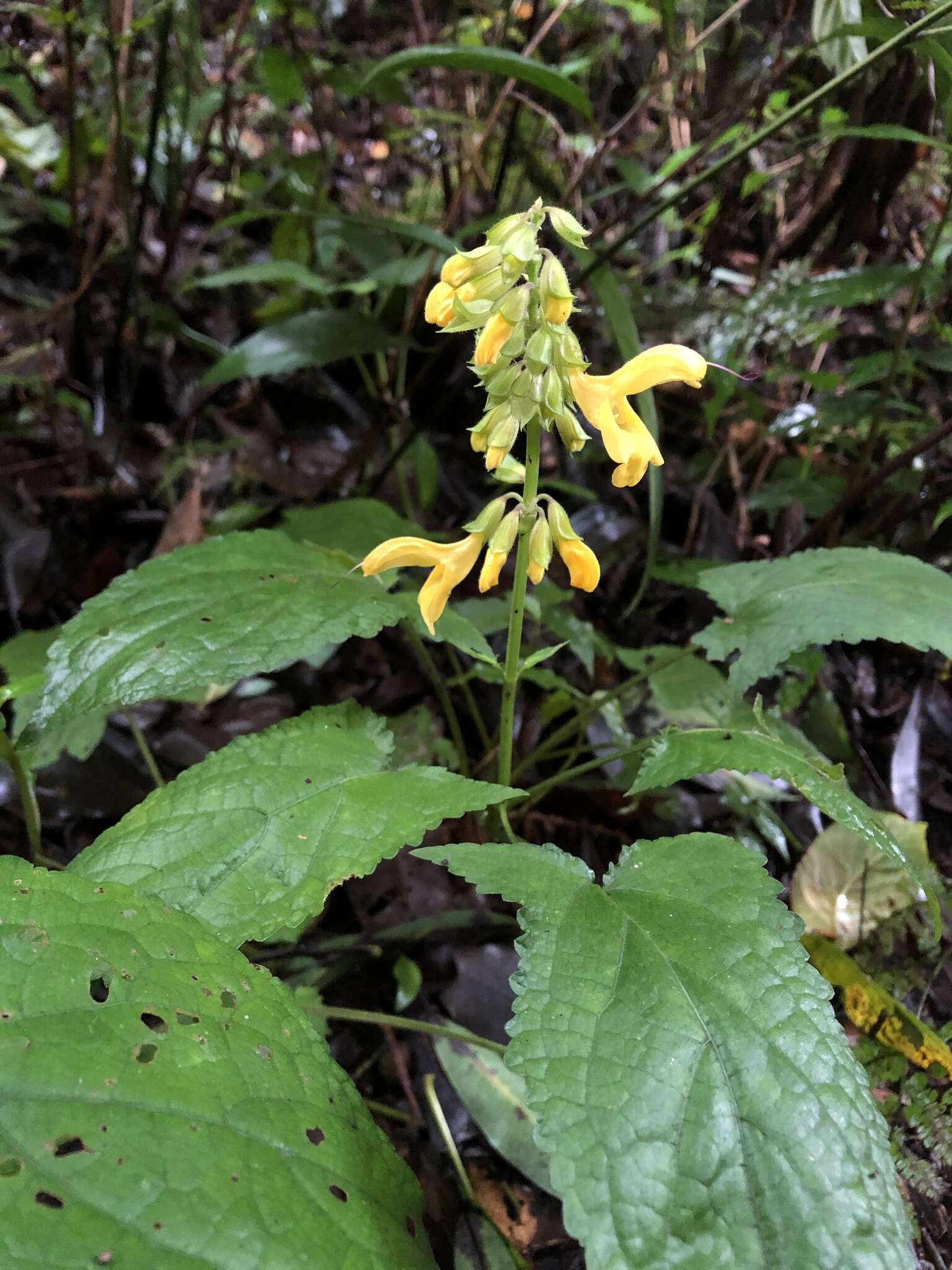 Image of Salvia japonica var. formosana Murata