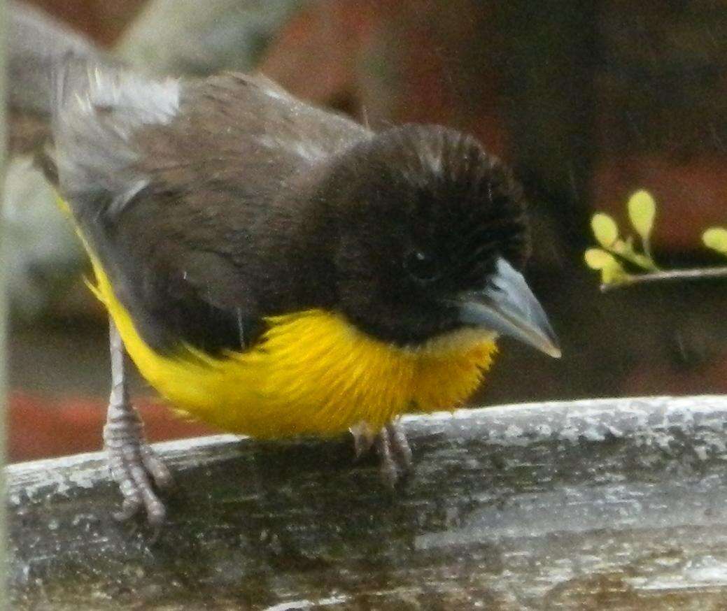 Image de Ploceus bicolor bicolor Vieillot 1819