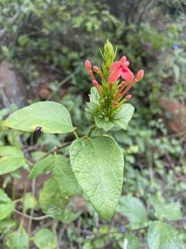 صورة Ruspolia australis (Milne-Redh.) Vollesen