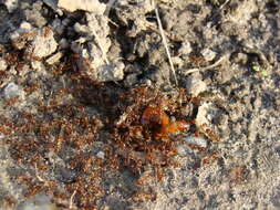 Image of European fire ant