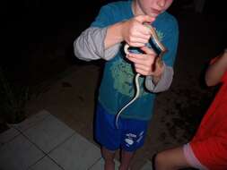 Image of Seychelles Wolf Snake