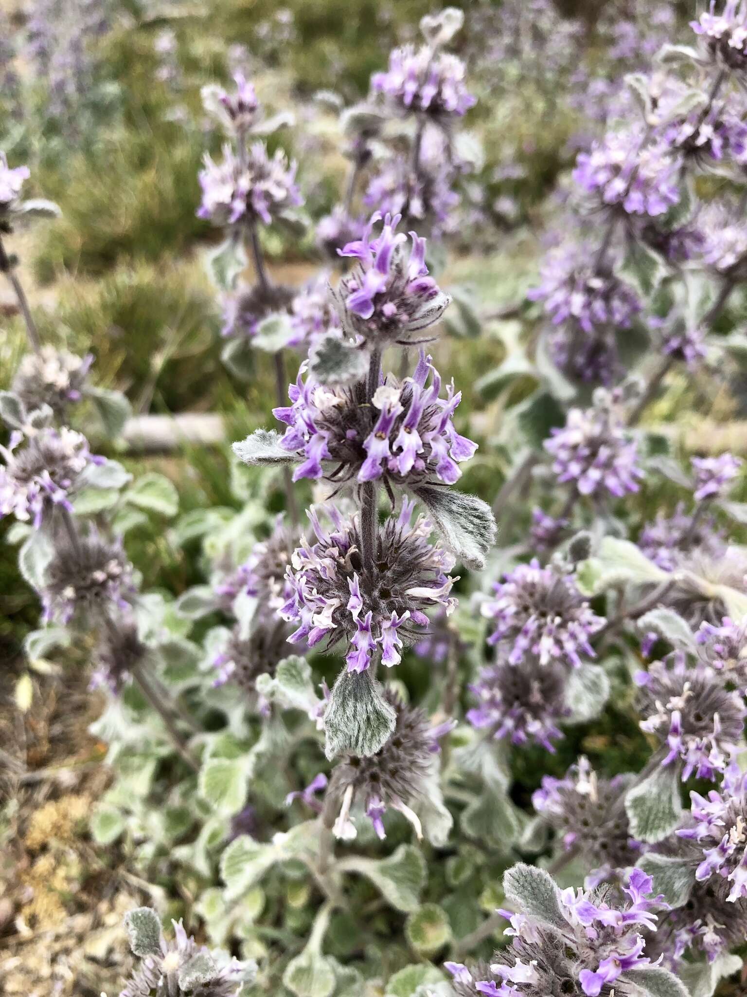 Image of horehound