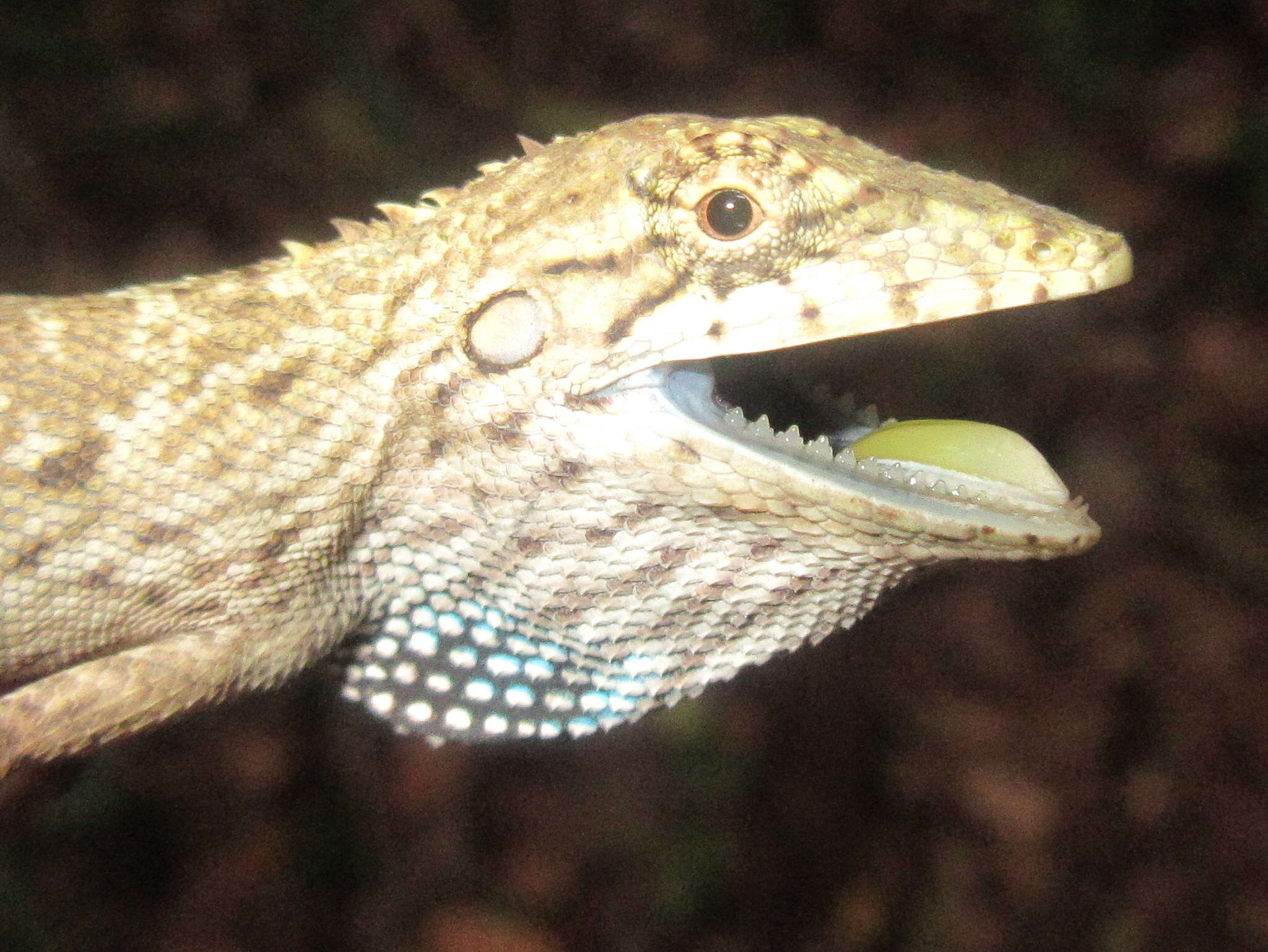 Pseudocalotes microlepis (Boulenger 1888) resmi