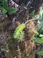 Image of daggerleaf clubmoss