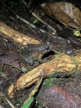 Imagem de Leptodactylus wagneri (Peters 1862)