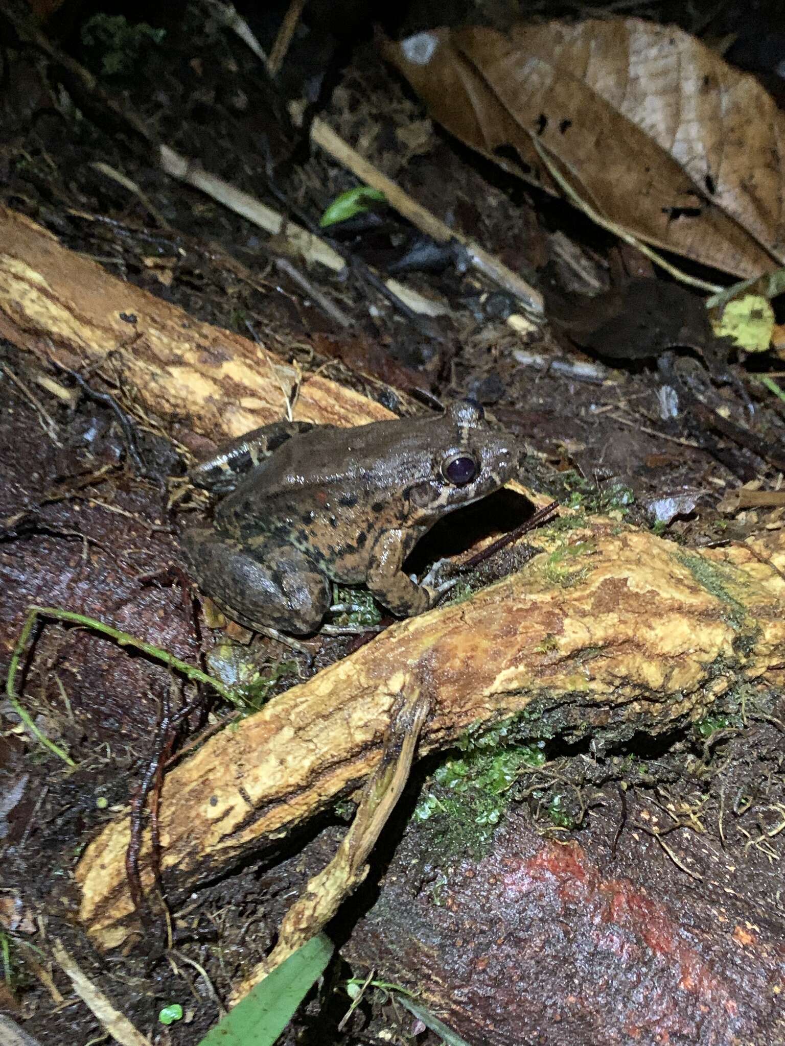 Imagem de Leptodactylus wagneri (Peters 1862)