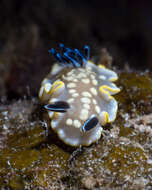 Image of Ardeadoris tomsmithi (Bertsch & Gosliner 1989)