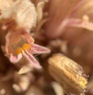 Image of flat-top broomrape