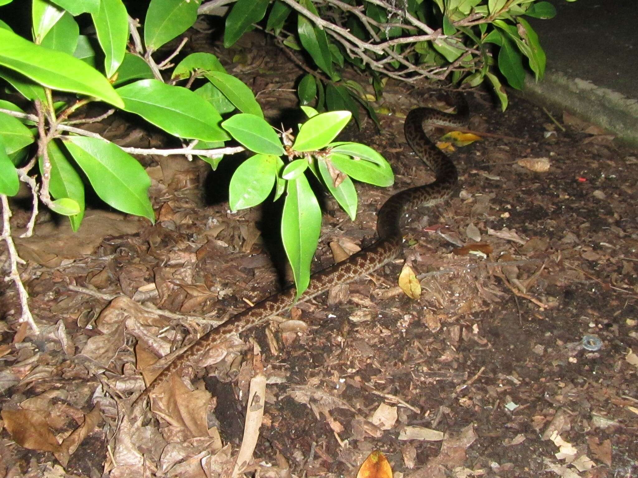 Image of Spotted python