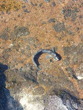 Image of Zebra Blenny