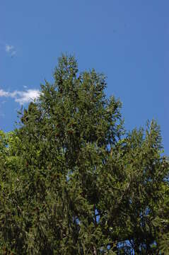 Image of Douglas Fir