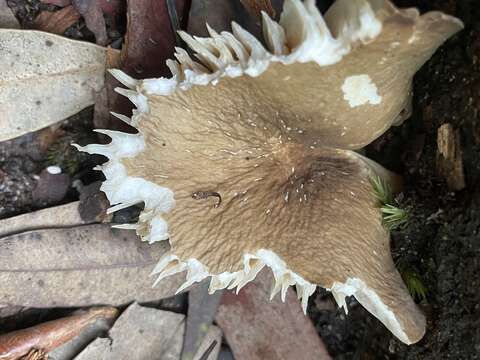 Image of Lactifluus wirrabara (Grgur.) Stubbe 2012